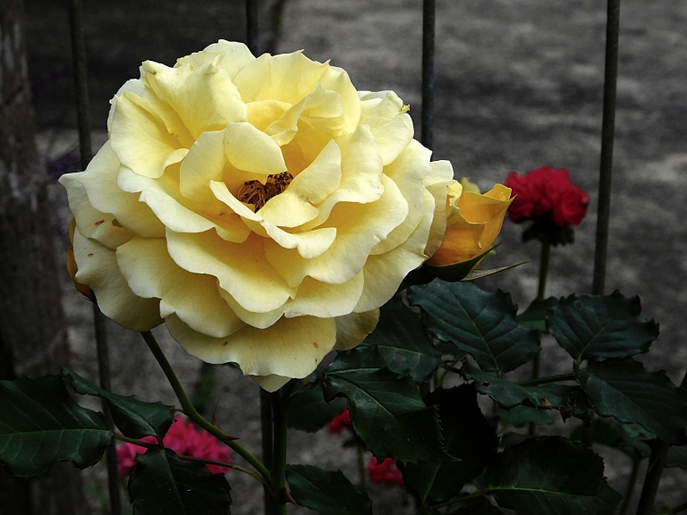 rose-yellow-bloom